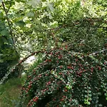 Greenhill Guest house 4*