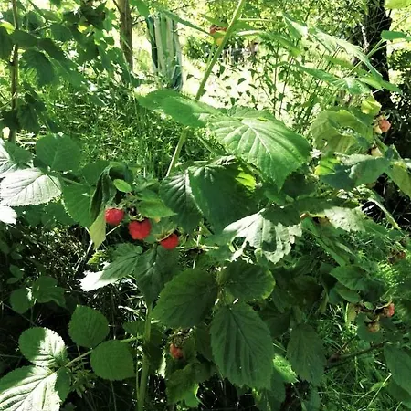 Greenhill 4* בראשוב