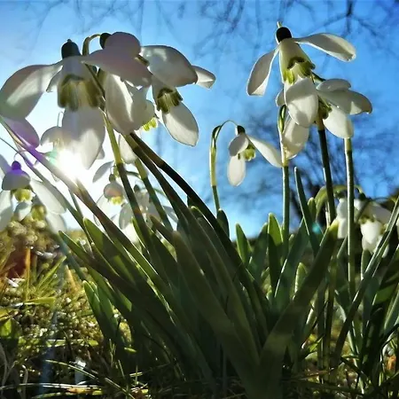 Greenhill Brasov