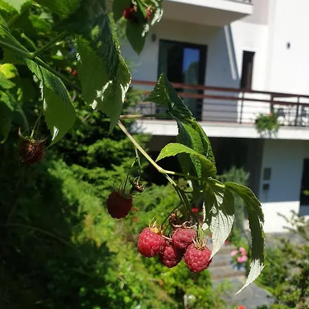 Greenhill Braşov