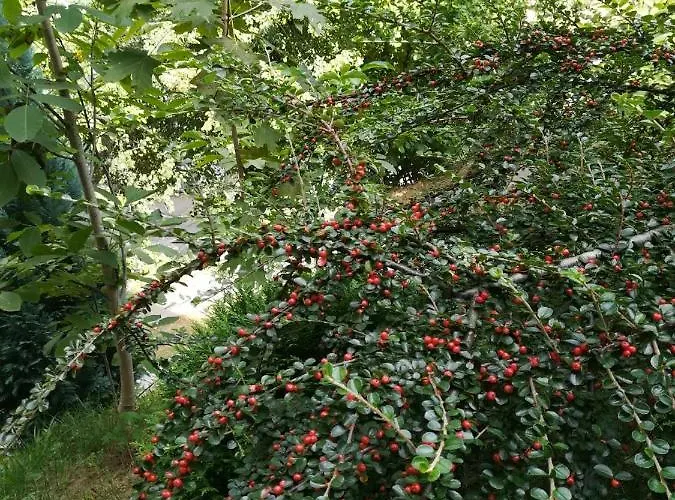 Greenhill Guest house 4*