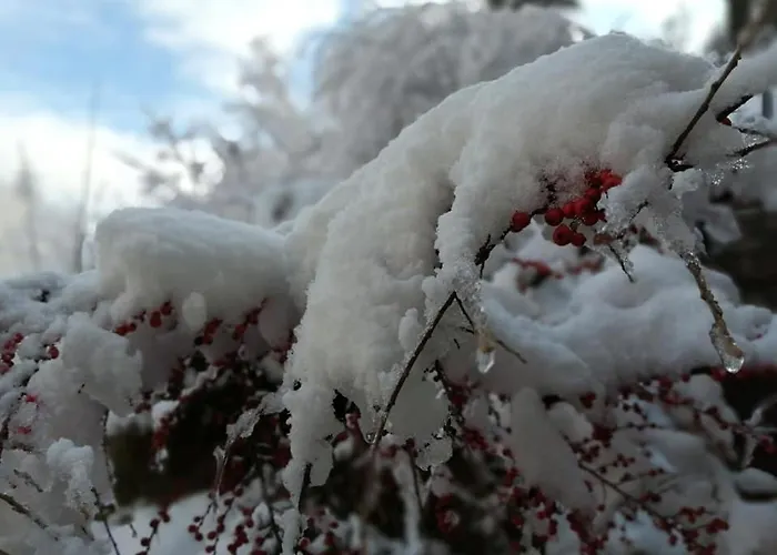 Greenhill ブラショフ